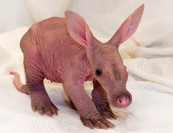 http://reho.st/preview/www.impactlab.net/wp-content/uploads/2010/11/Baby-Aardvark-879.jpg