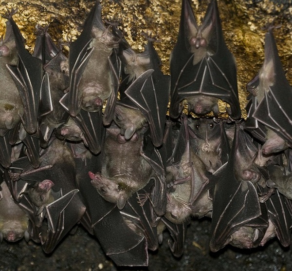 http://reho.st/preview/www.impactlab.net/wp-content/uploads/2010/11/Bats-3563.jpg