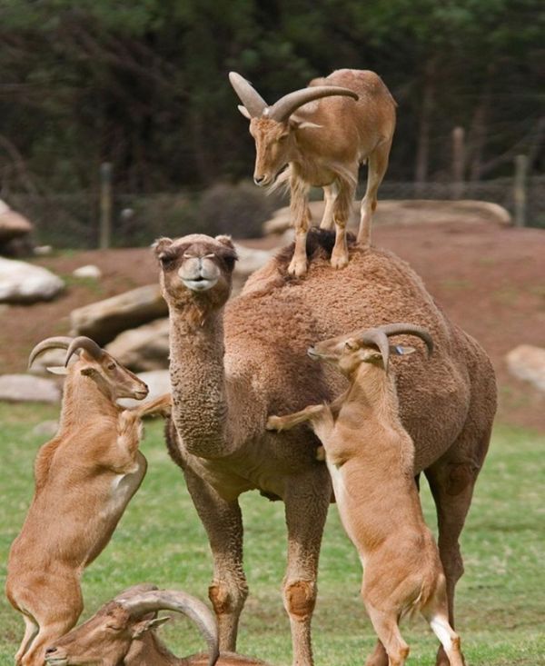 http://reho.st/preview/www.impactlab.net/wp-content/uploads/2010/11/Camel-Rides-062.jpg
