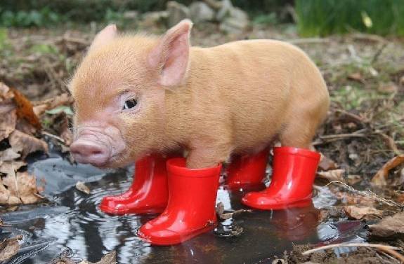 http://reho.st/preview/www.impactlab.net/wp-content/uploads/2010/11/Cute-Bacon-673.jpg