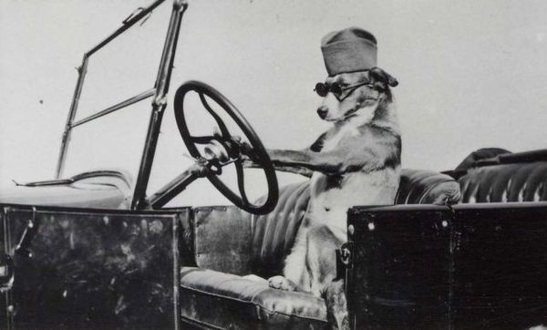 http://reho.st/preview/www.impactlab.net/wp-content/uploads/2010/11/Driver-Dog-678.jpg