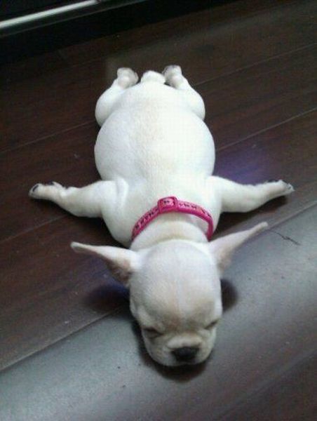 http://reho.st/preview/www.impactlab.net/wp-content/uploads/2010/11/Flight-School-for-Dogs-673.jpg