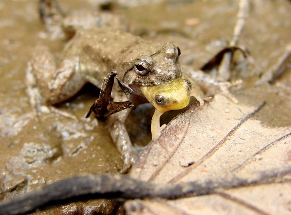 http://reho.st/preview/www.impactlab.net/wp-content/uploads/2010/11/Its-a-frog-eat-frog-world-083.JPG