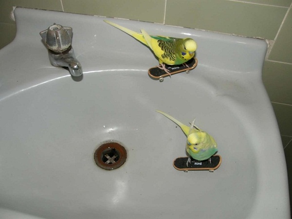 http://reho.st/preview/www.impactlab.net/wp-content/uploads/2010/11/Parakeet-Skateboards-893.jpg