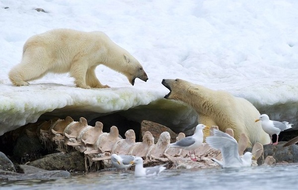 http://reho.st/preview/www.impactlab.net/wp-content/uploads/2010/11/Polar-Bear-Dispute-222.jpg