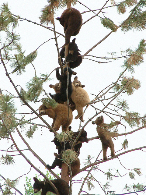 http://reho.st/preview/www.impactlab.net/wp-content/uploads/2010/11/The-Bear-ees-679.jpg