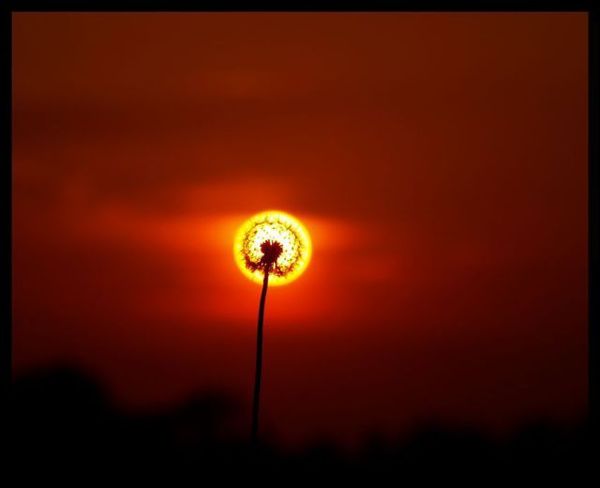 http://reho.st/preview/www.impactlab.net/wp-content/uploads/2010/12/The-Sun-Flower-762.jpg