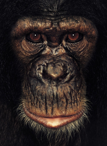 http://reho.st/preview/www.jamesmollison.com/images/Chim.jpg