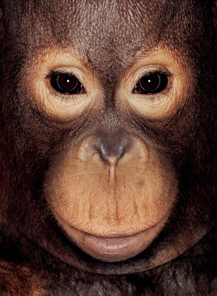 http://reho.st/preview/www.jamesmollison.com/images/Inge.jpg