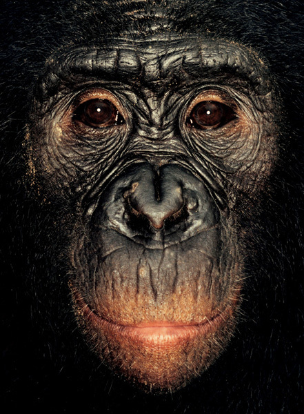 http://reho.st/preview/www.jamesmollison.com/images/Inogo.jpg