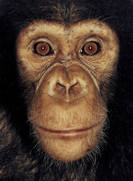 http://reho.st/preview/www.jamesmollison.com/images/Jackson.jpg