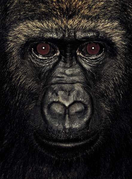 http://reho.st/preview/www.jamesmollison.com/images/Kibu.jpg