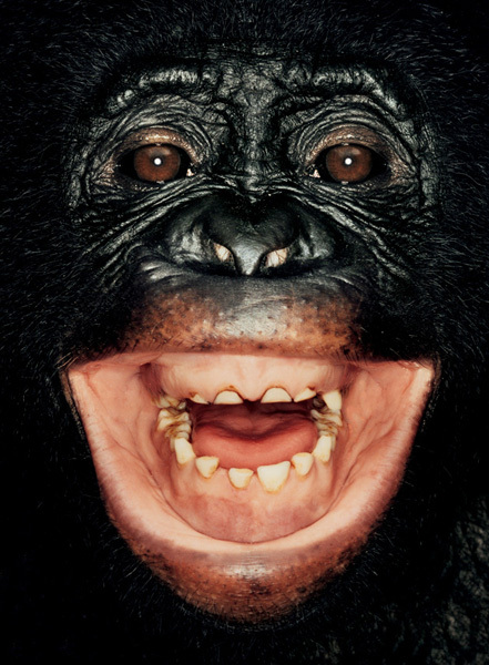 http://reho.st/preview/www.jamesmollison.com/images/Kitwiti.jpg