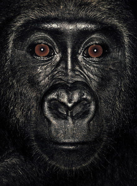 http://reho.st/preview/www.jamesmollison.com/images/Likendze.jpg
