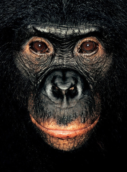 http://reho.st/preview/www.jamesmollison.com/images/Noiki.jpg