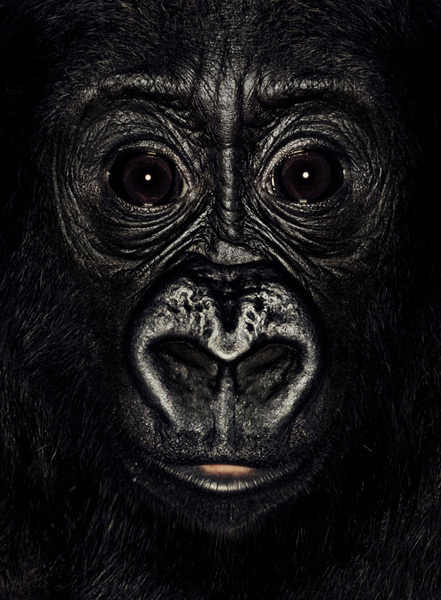 http://reho.st/preview/www.jamesmollison.com/images/Shanga.jpg