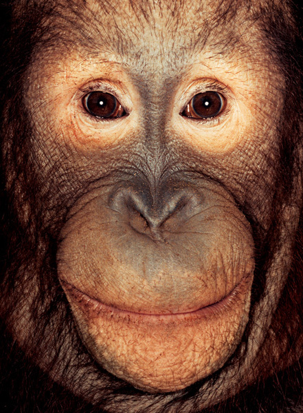 http://reho.st/preview/www.jamesmollison.com/images/Simon.jpg