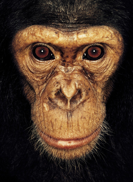 http://reho.st/preview/www.jamesmollison.com/images/Wazak.jpg