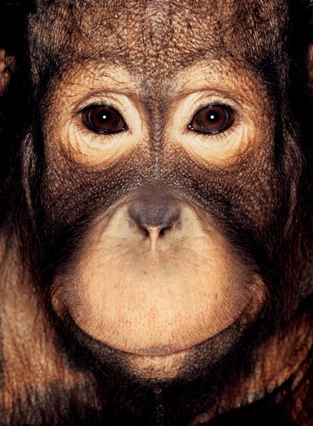 http://reho.st/preview/www.jamesmollison.com/images/Ya-uuk.jpg