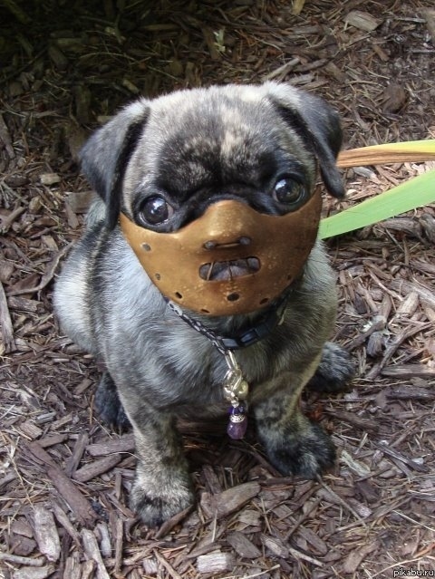 http://reho.st/preview/www.lememe.com/wp-content/uploads/2011/03/SILENCE-OF-THE-DOGS.jpg