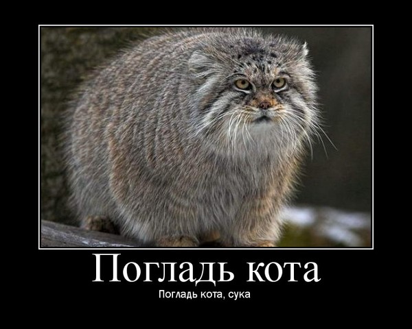 http://reho.st/preview/www.ljplus.ru/img4/l/e/leonid_b/manul.jpg