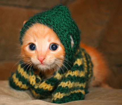 http://reho.st/preview/www.purlescence.co.uk/cafe/knitted_kitteh.jpg