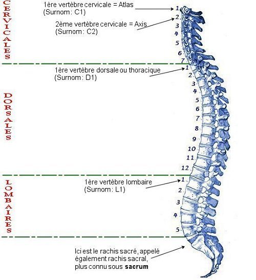 http://reho.st/preview/www.tout-ou-rien.com/img/sante/colonne-vertebrale.jpg