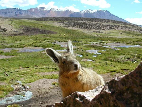 http://reho.st/preview/www.trekkingchile.com/Images/mis_fotos/1178566596.jpg
