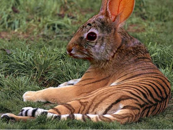 http://reho.st/preview/www.webdesigncore.com/wp-content/uploads/2010/09/animal/animalsmanipulation1.jpg