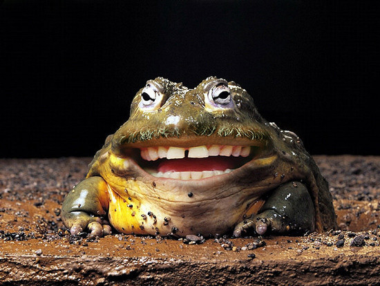 http://reho.st/preview/www.webdesigncore.com/wp-content/uploads/2010/09/animal/animalsmanipulation12.jpg