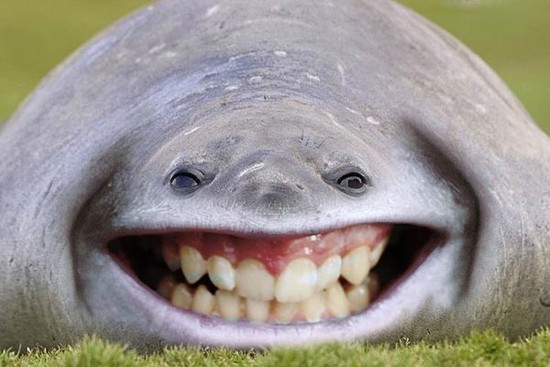 http://reho.st/preview/www.webdesigncore.com/wp-content/uploads/2010/09/animal/animalsmanipulation18.jpg