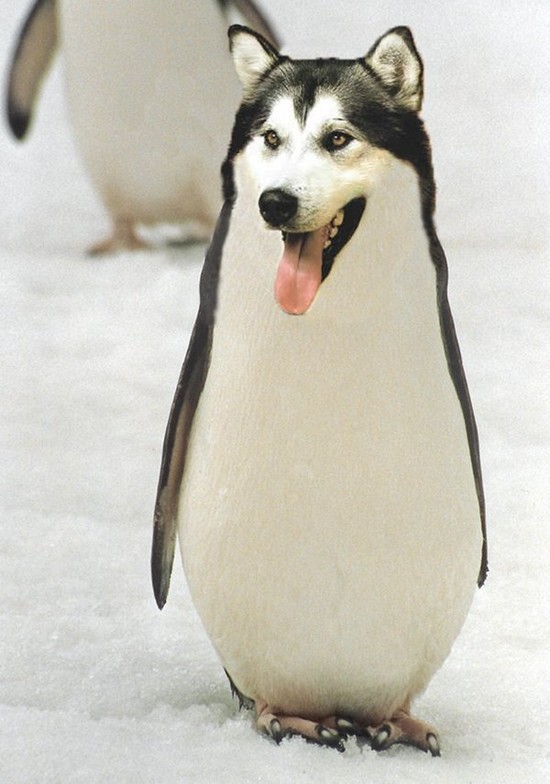 http://reho.st/preview/www.webdesigncore.com/wp-content/uploads/2010/09/animal/animalsmanipulation3.jpg