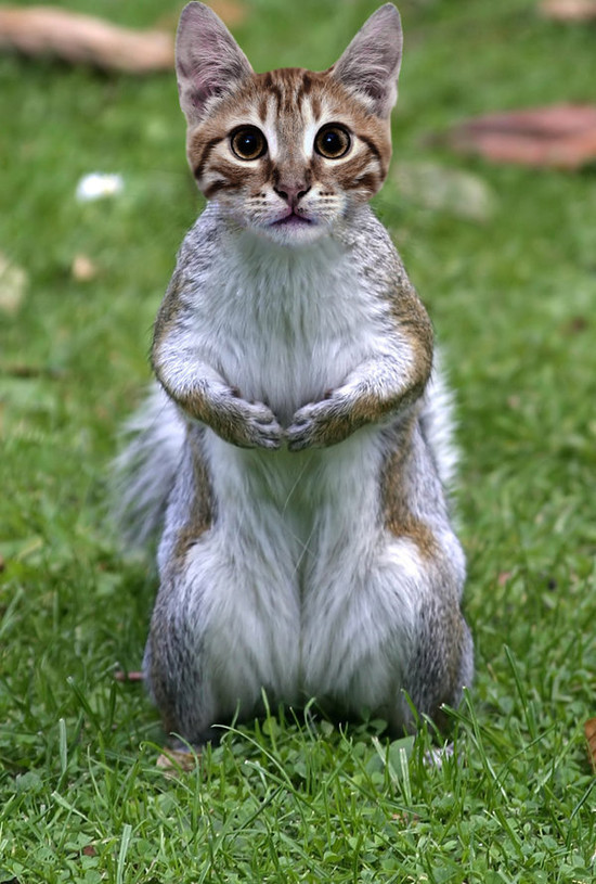http://reho.st/preview/www.webdesigncore.com/wp-content/uploads/2010/09/animal/animalsmanipulation4.jpg