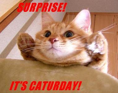 http://reho.st/preview/www.zyx.com/glyn/images/caturday.jpg