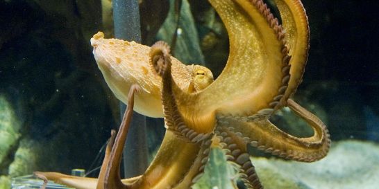 http://reho.st/s1.lemde.fr/image/2010/07/02/546x273/1382458_3_78b5_paul-le-poulpe-dans-son-aquarium-d-oberhausen.jpg