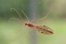 http://reho.st/thumb/a133.idata.over-blog.com/4/11/59/70/Hymenopteres/Ophion-luteus---Ophion-jaune---4.jpg