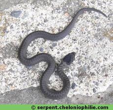 http://reho.st/thumb/serpent.cheloniophilie.com/wp-content/uploads/2011/09/jeune-coronelle.jpg
