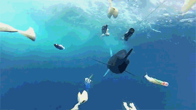 http://reho.st/trinixy.ru/pics5/20140109/gifs_03.gif
