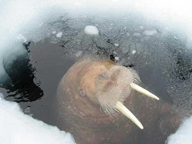 http://reho.st/tuxboard1.free.fr/images/images-insolite-semaine/055_02_florafauna_44985.jpg