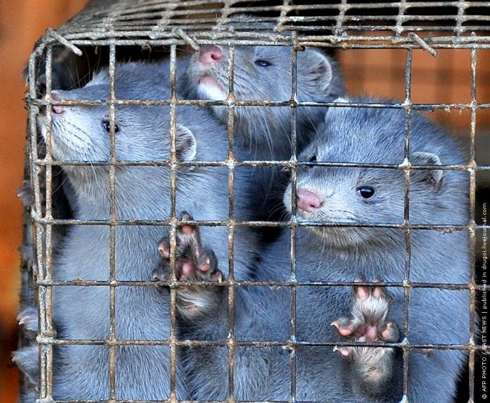 http://reho.st/visboo.com/img/new//people_want_their_fur_00.jpg