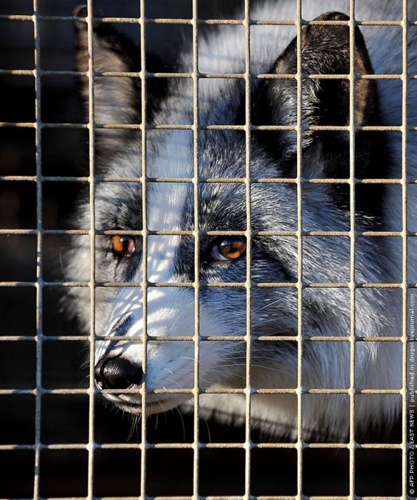 http://reho.st/visboo.com/img/new//people_want_their_fur_02.jpg