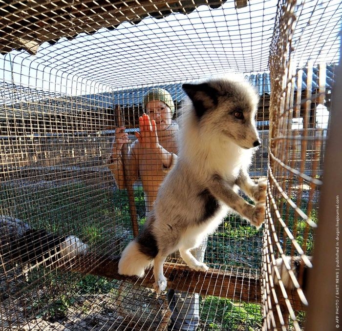 http://reho.st/visboo.com/img/new//people_want_their_fur_03.jpg