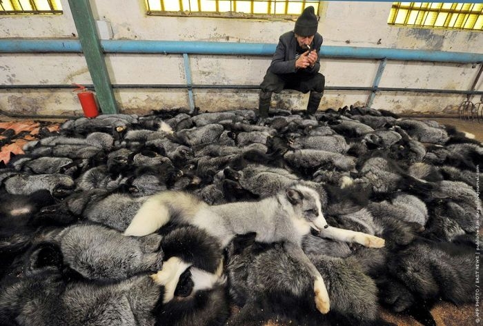http://reho.st/visboo.com/img/new//people_want_their_fur_05.jpg