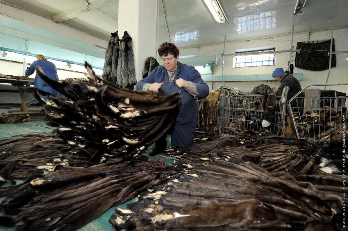http://reho.st/visboo.com/img/new//people_want_their_fur_06.jpg