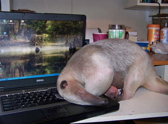 http://reho.st/visboo.com/img/new//pet_anteater_640_01.jpg