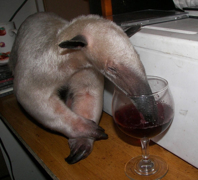 http://reho.st/visboo.com/img/new//pet_anteater_640_21.jpg