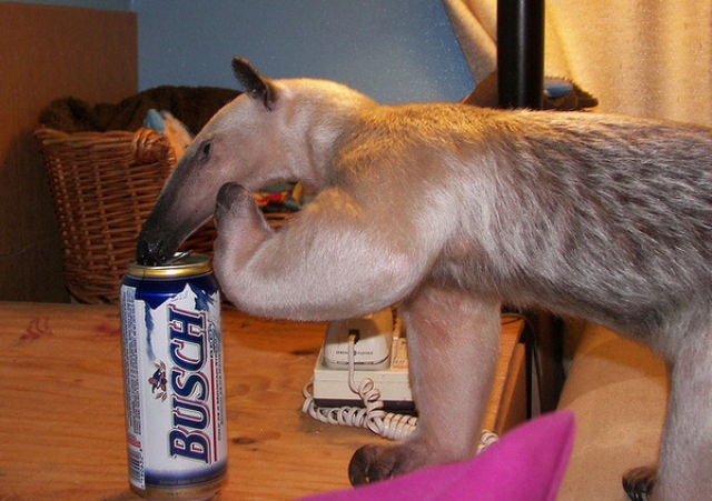 http://reho.st/visboo.com/img/new//pet_anteater_640_22.jpg