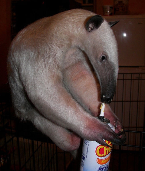 http://reho.st/visboo.com/img/new//pet_anteater_640_24.jpg