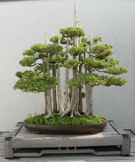 http://reho.st/www.agb-bonsai.com.br/estilos/images/yose%20ue.jpg