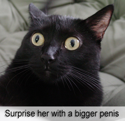 http://reho.st/www.b3ta.cr3ation.co.uk/data/jpg/catsurprise.jpg